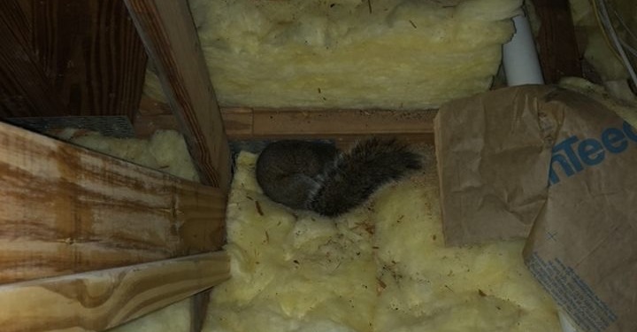 squirrel-in-attic-1-Copy